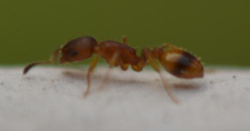 Temnothorax sp.